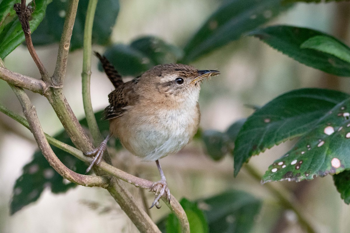 Pampazaunkönig - ML644832103