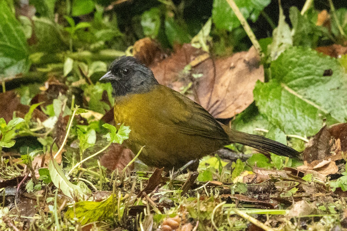 Large-footed Finch - ML644832105