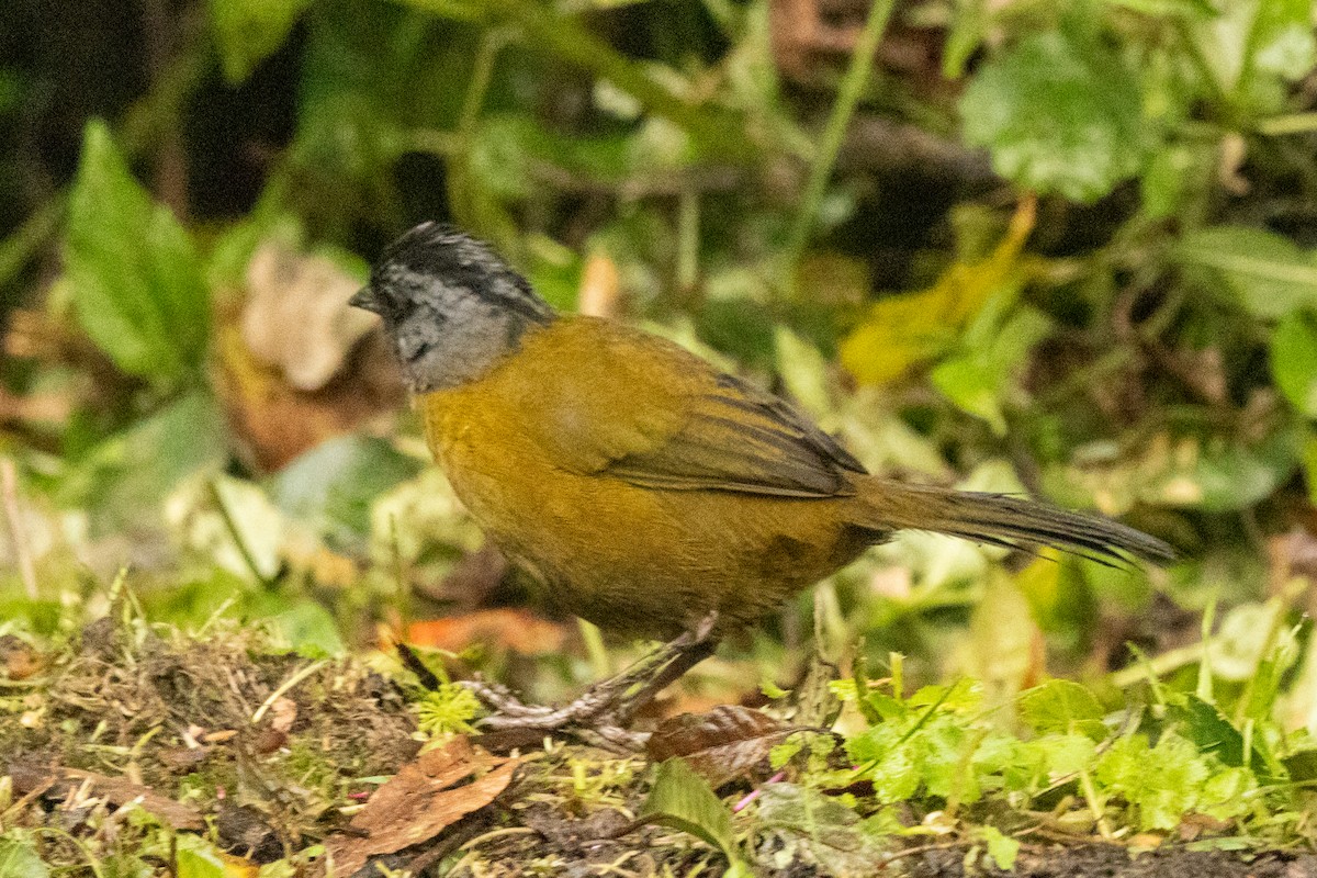 Large-footed Finch - ML644832109