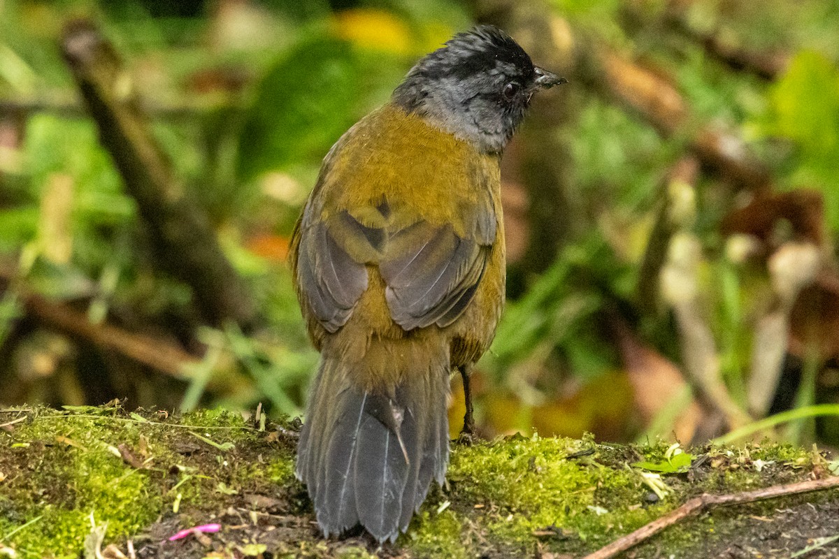 Large-footed Finch - ML644832111