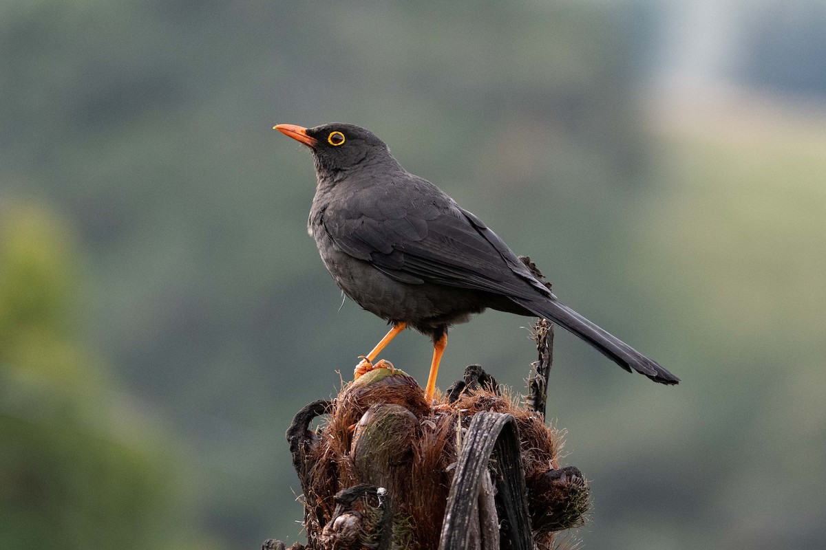 Great Thrush - ML644832115