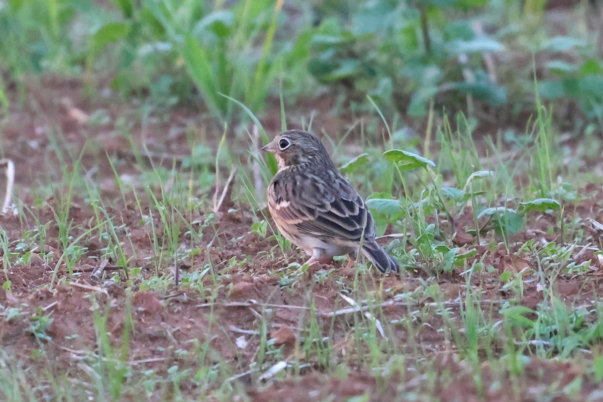 Vesper Sparrow - ML644832116