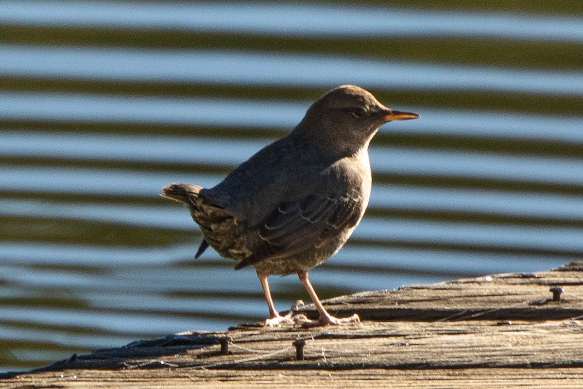 Серая оляпка - ML644832120