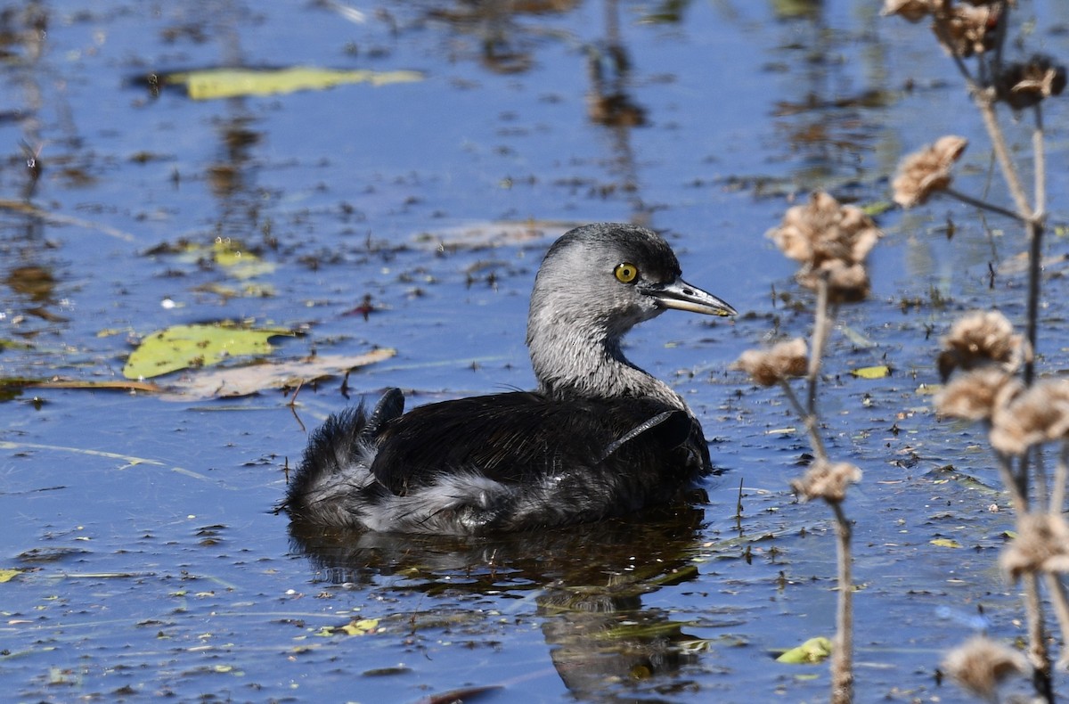 Amerika Küçük Batağanı - ML644832122