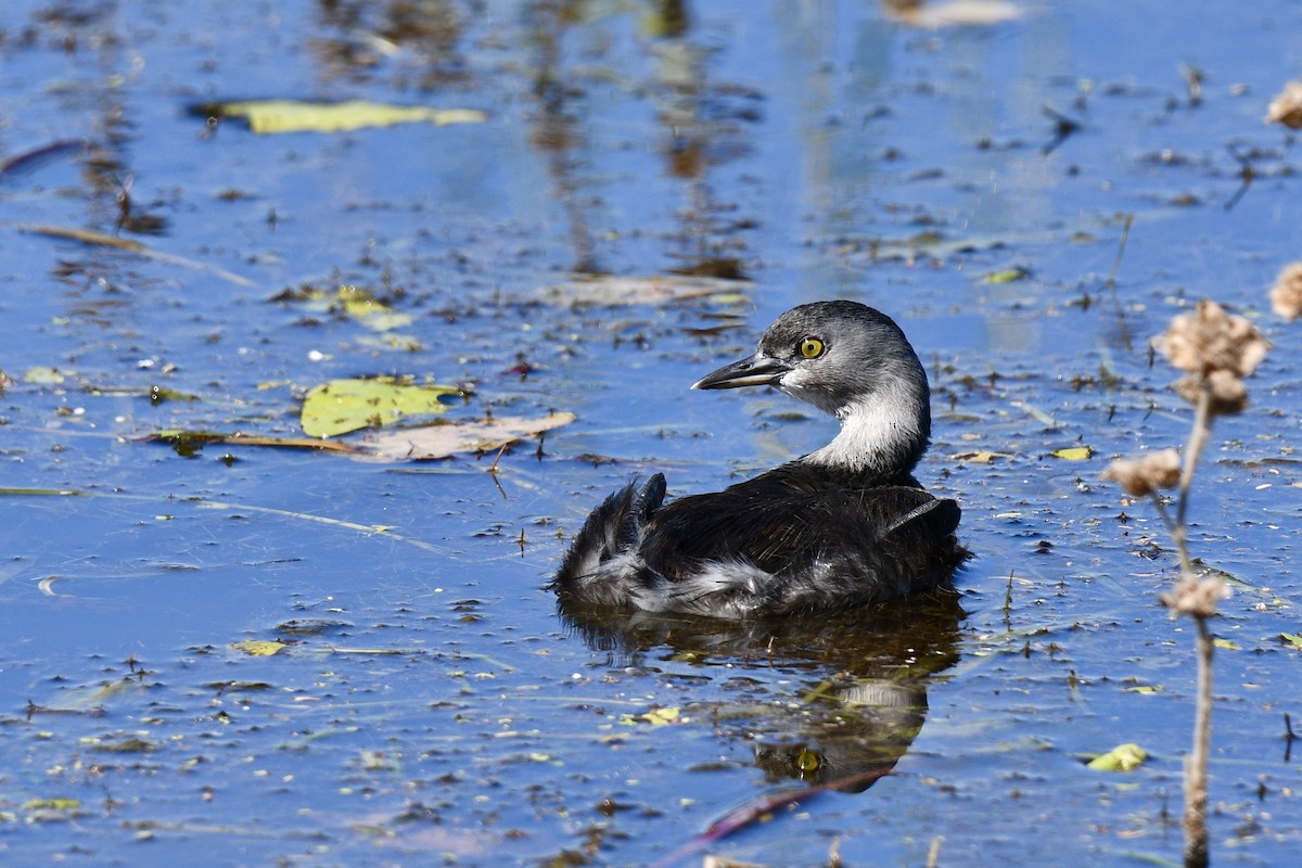 Amerika Küçük Batağanı - ML644832123