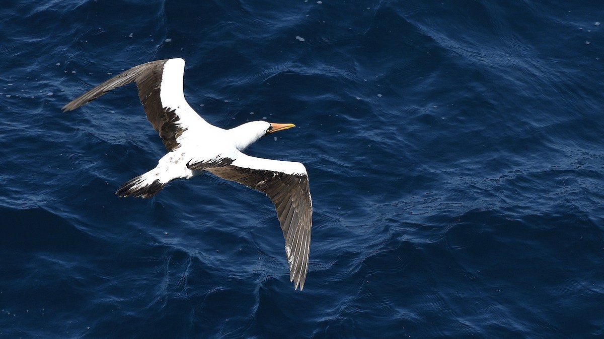 Nazca Booby - ML644832139