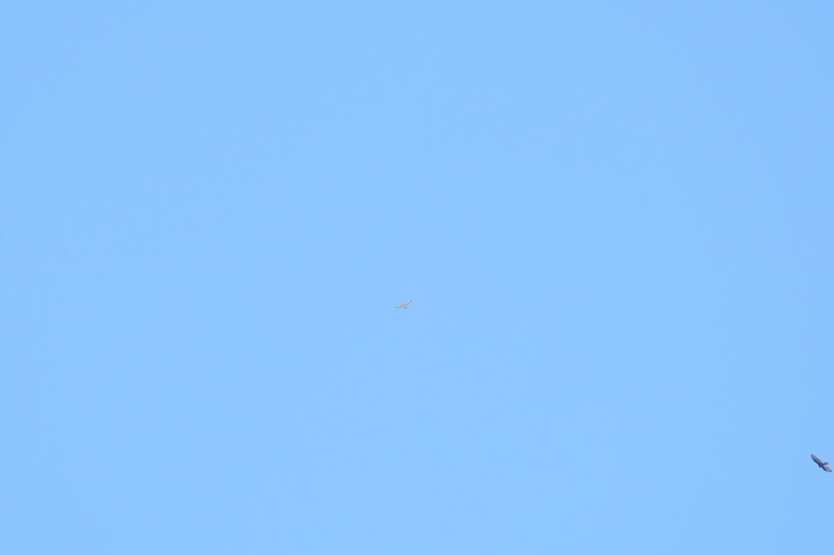 Broad-winged Hawk - ML644832152