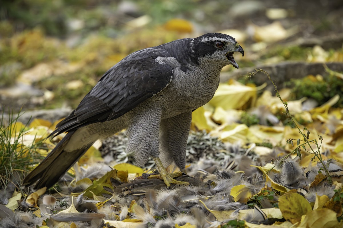 American Goshawk - ML644832153