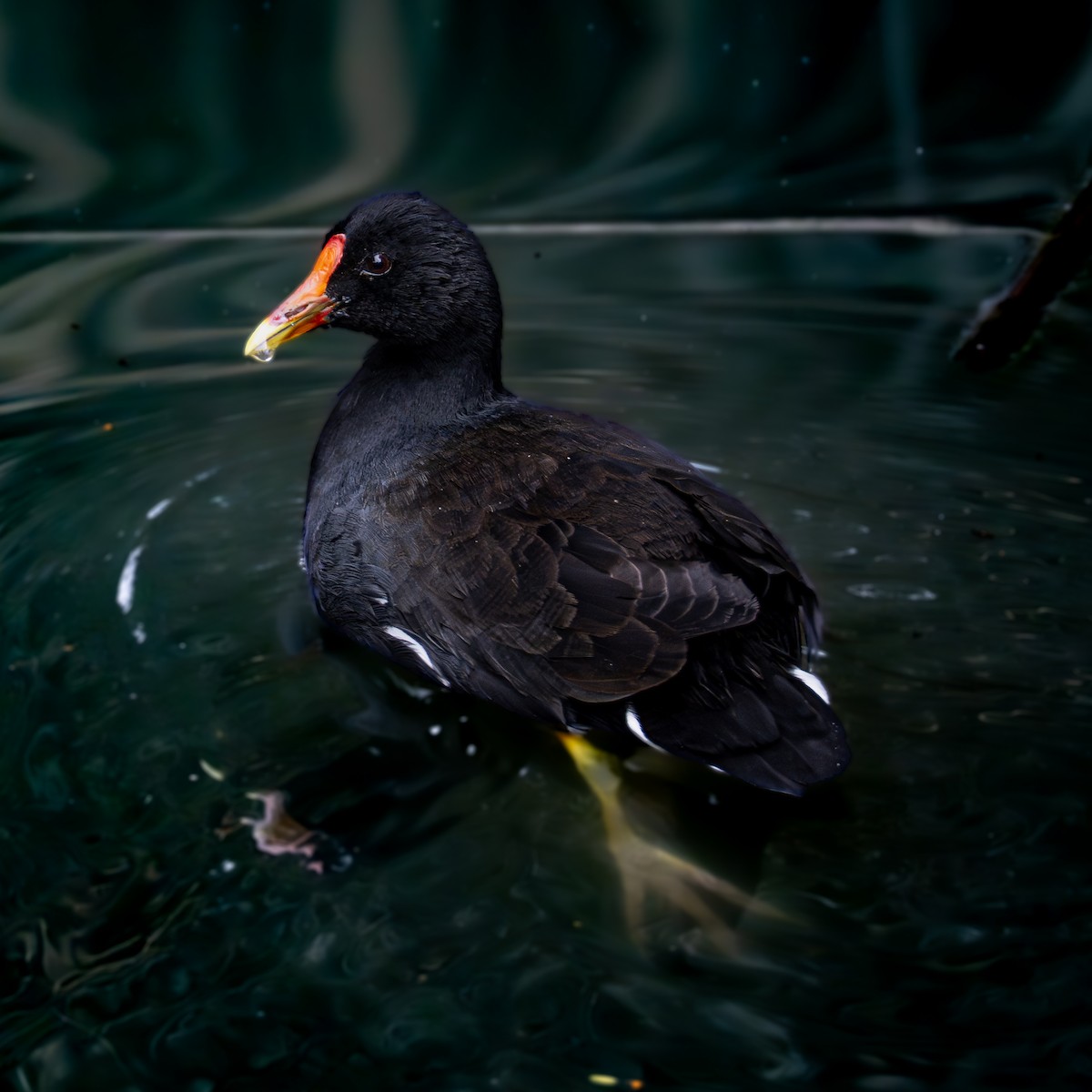 Common Gallinule - ML644832168