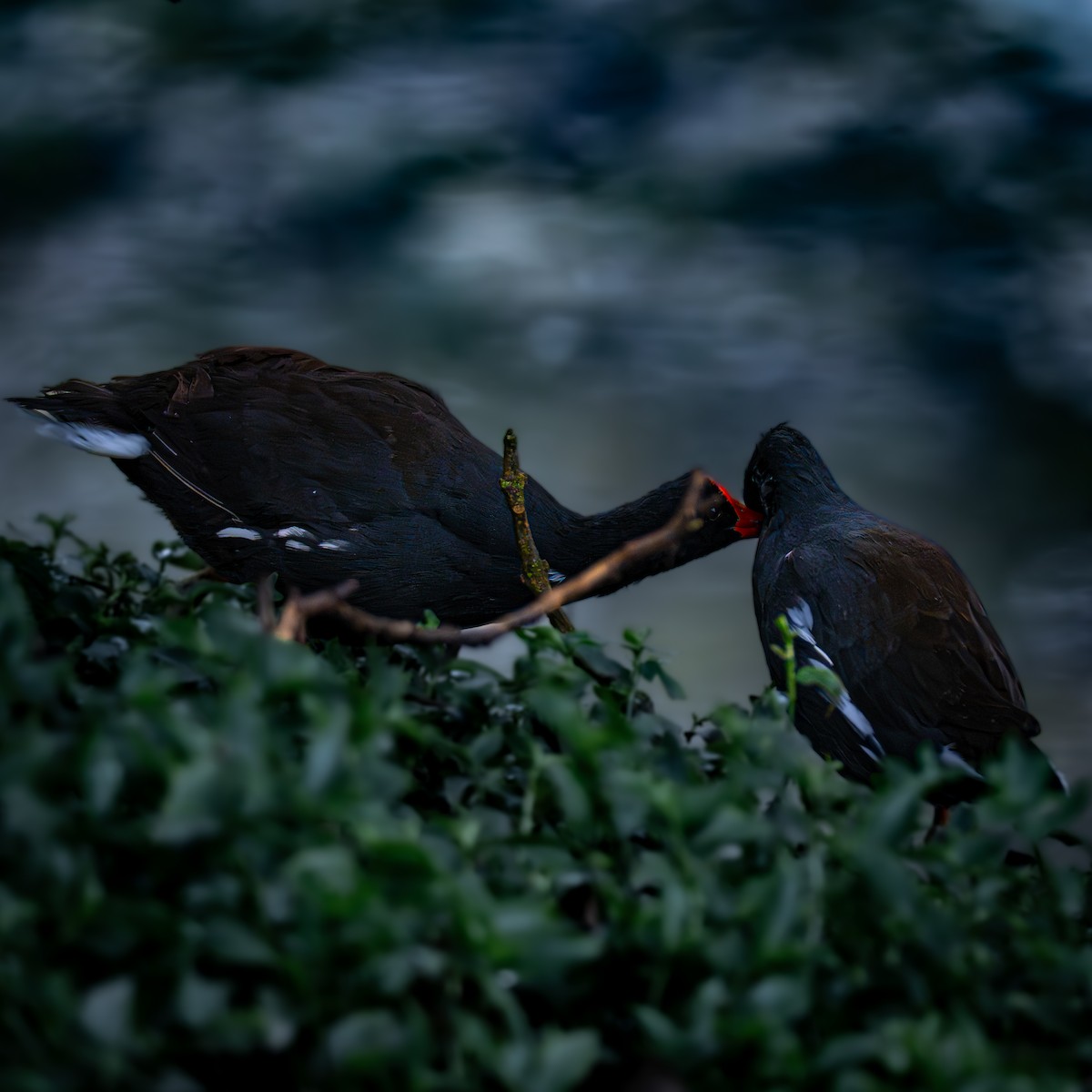 Common Gallinule - ML644832169