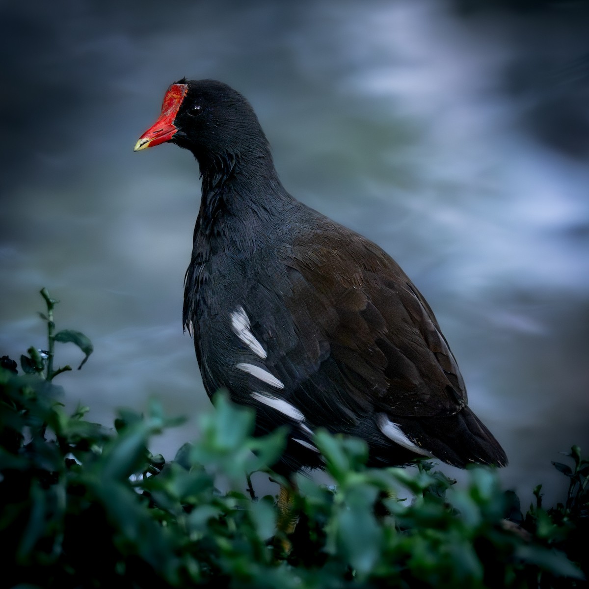 Common Gallinule - ML644832170
