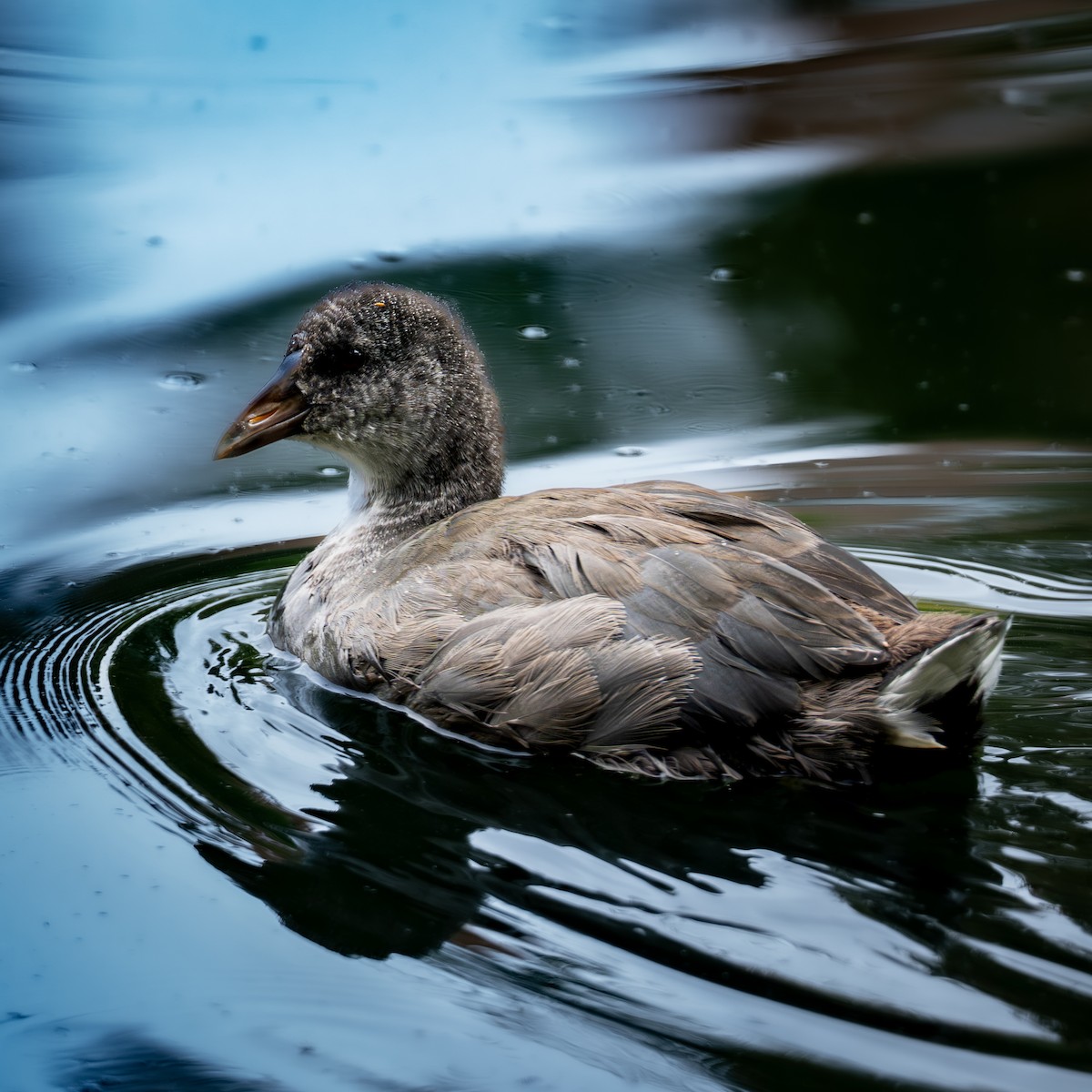 Common Gallinule - ML644832171