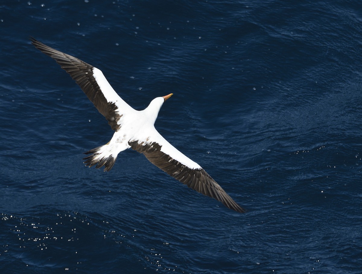 Nazca Booby - ML644832178