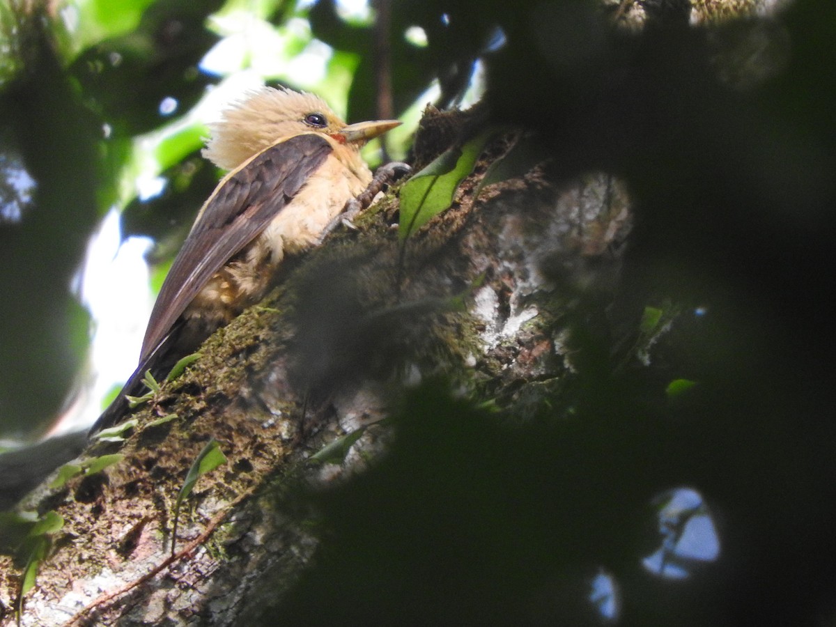 Cream-colored Woodpecker - ML644832179