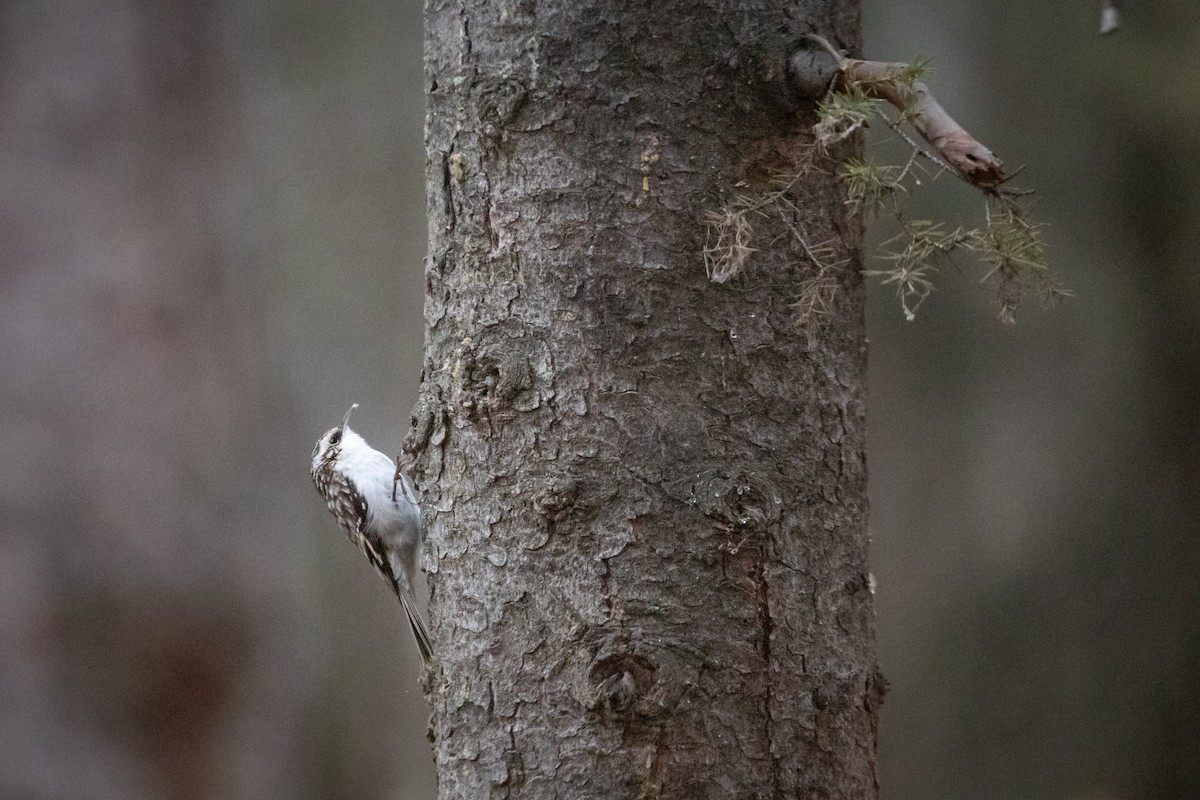 Brown Creeper - ML644832184