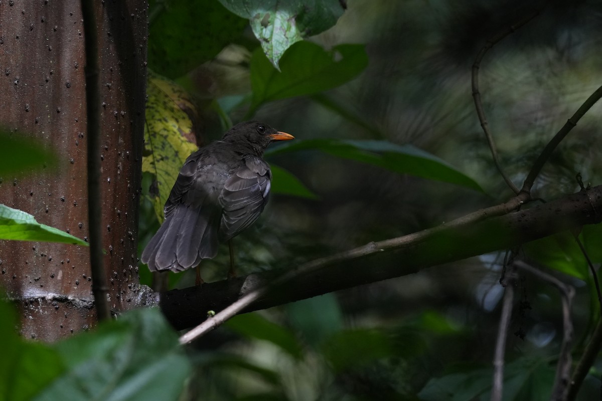 Great Thrush - ML644832187