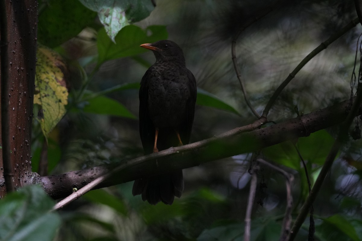 Great Thrush - ML644832188