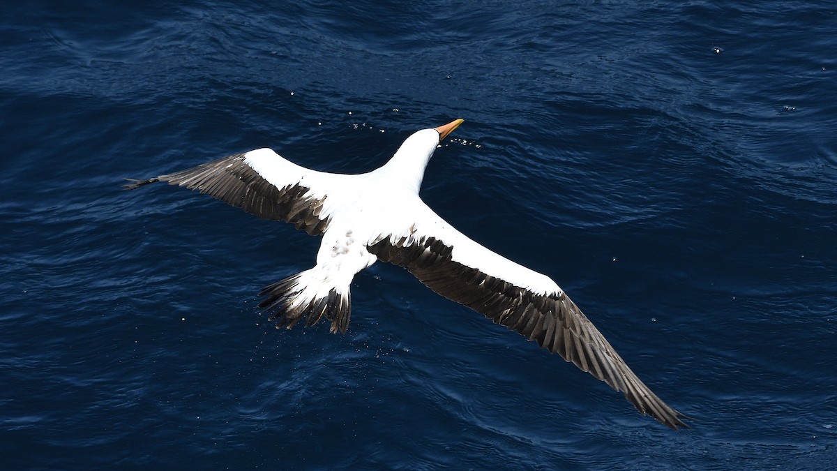 Nazca Booby - ML644832190