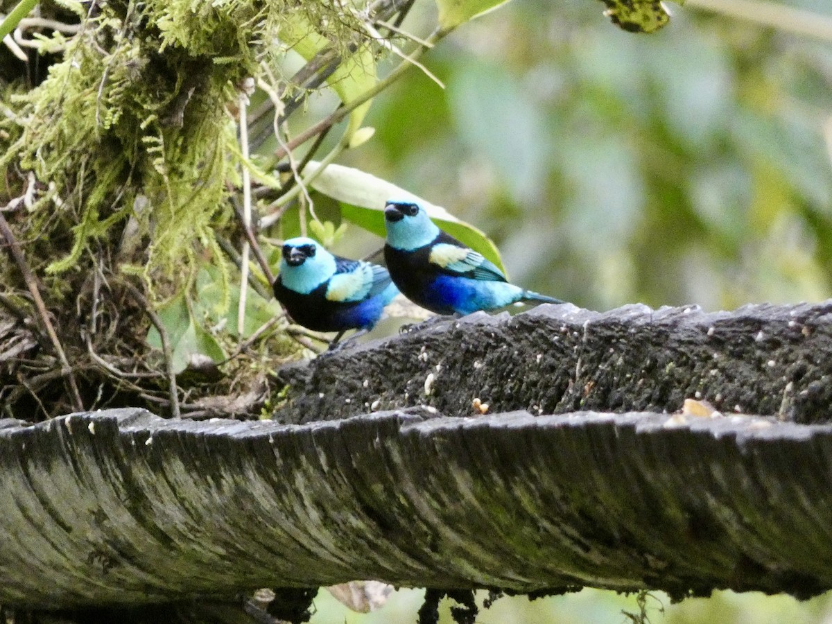 Танагра блакитношия - ML644832196