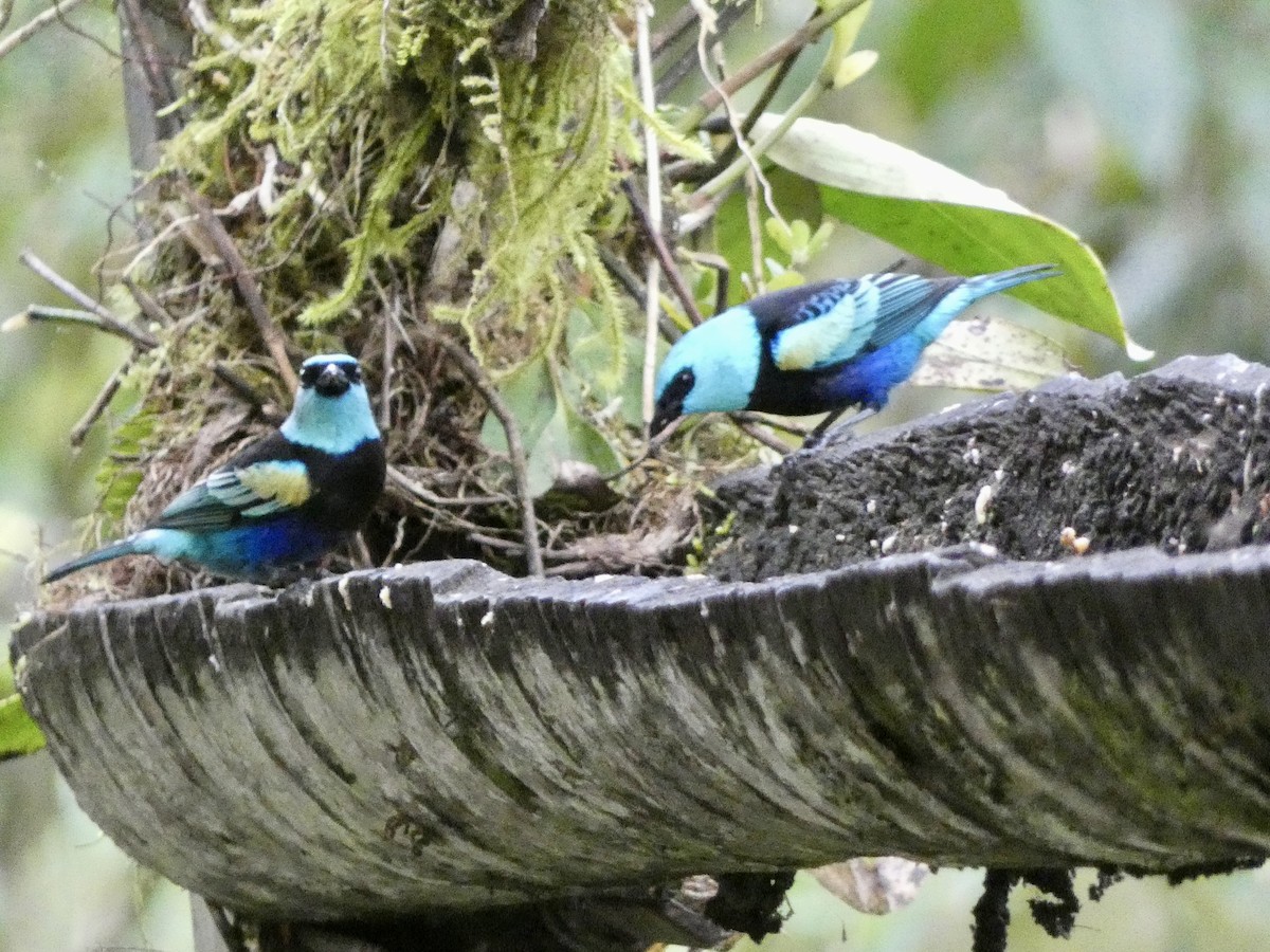 Танагра блакитношия - ML644832197