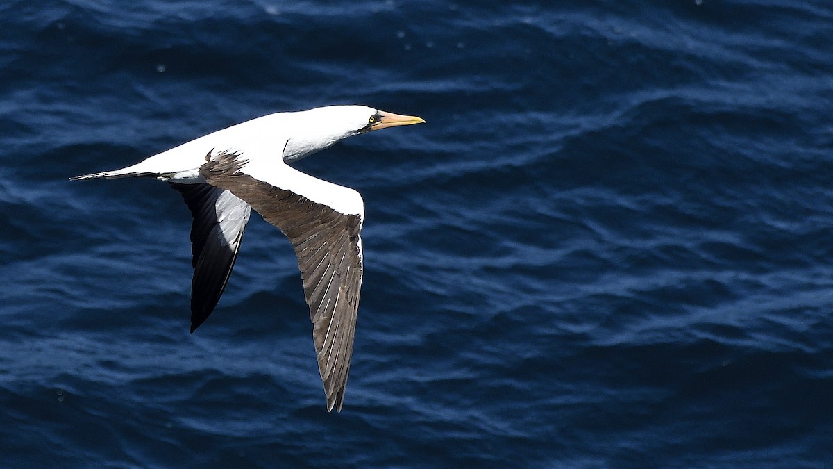 Nazca Booby - ML644832204