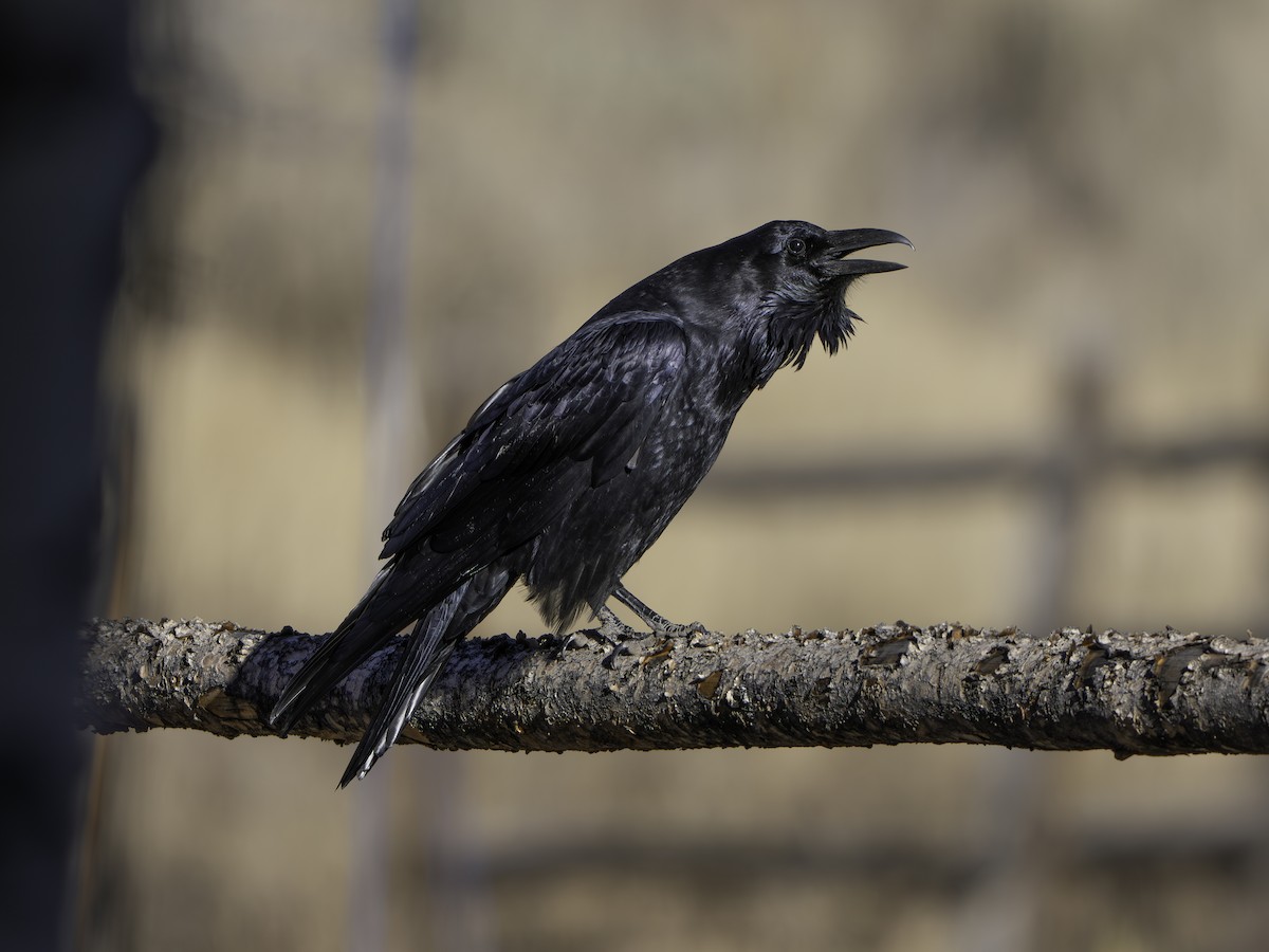 Grand Corbeau - ML644832205