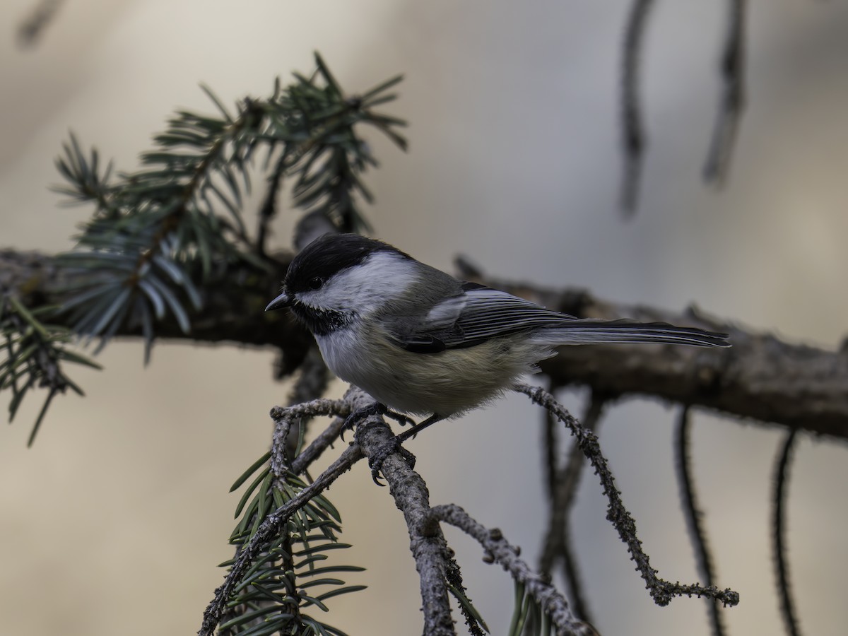 Amerika Baştankarası - ML644832207