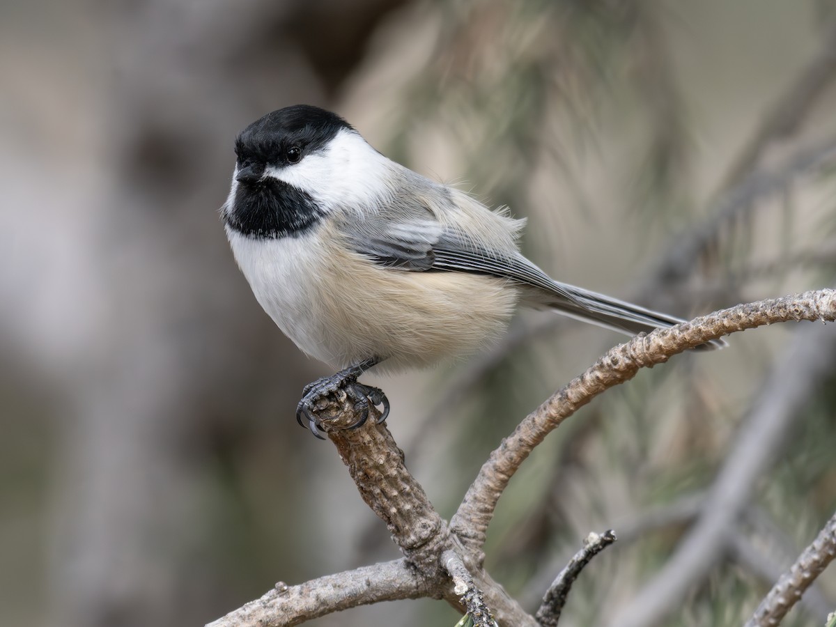 Amerika Baştankarası - ML644832208