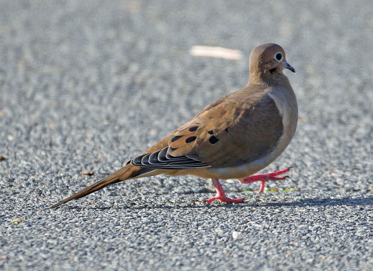 ナゲキバト - ML644832218