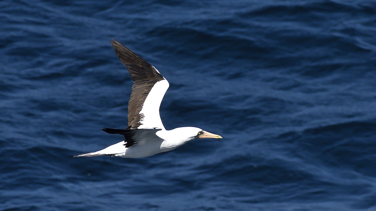 Nazca Booby - ML644832219