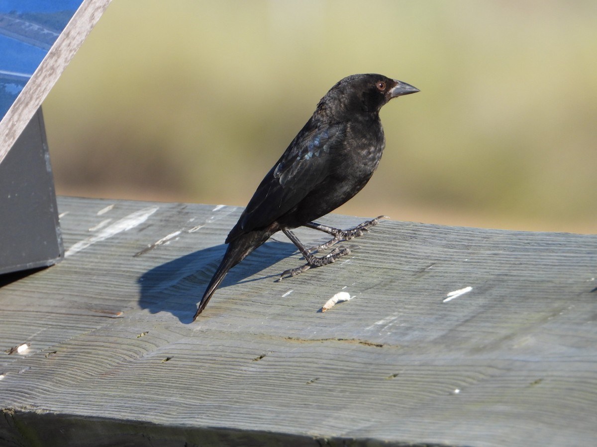 Красноглазый трупиал - ML644832221