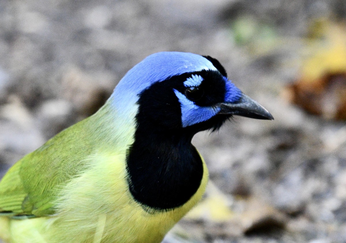 Geai vert - ML644832248