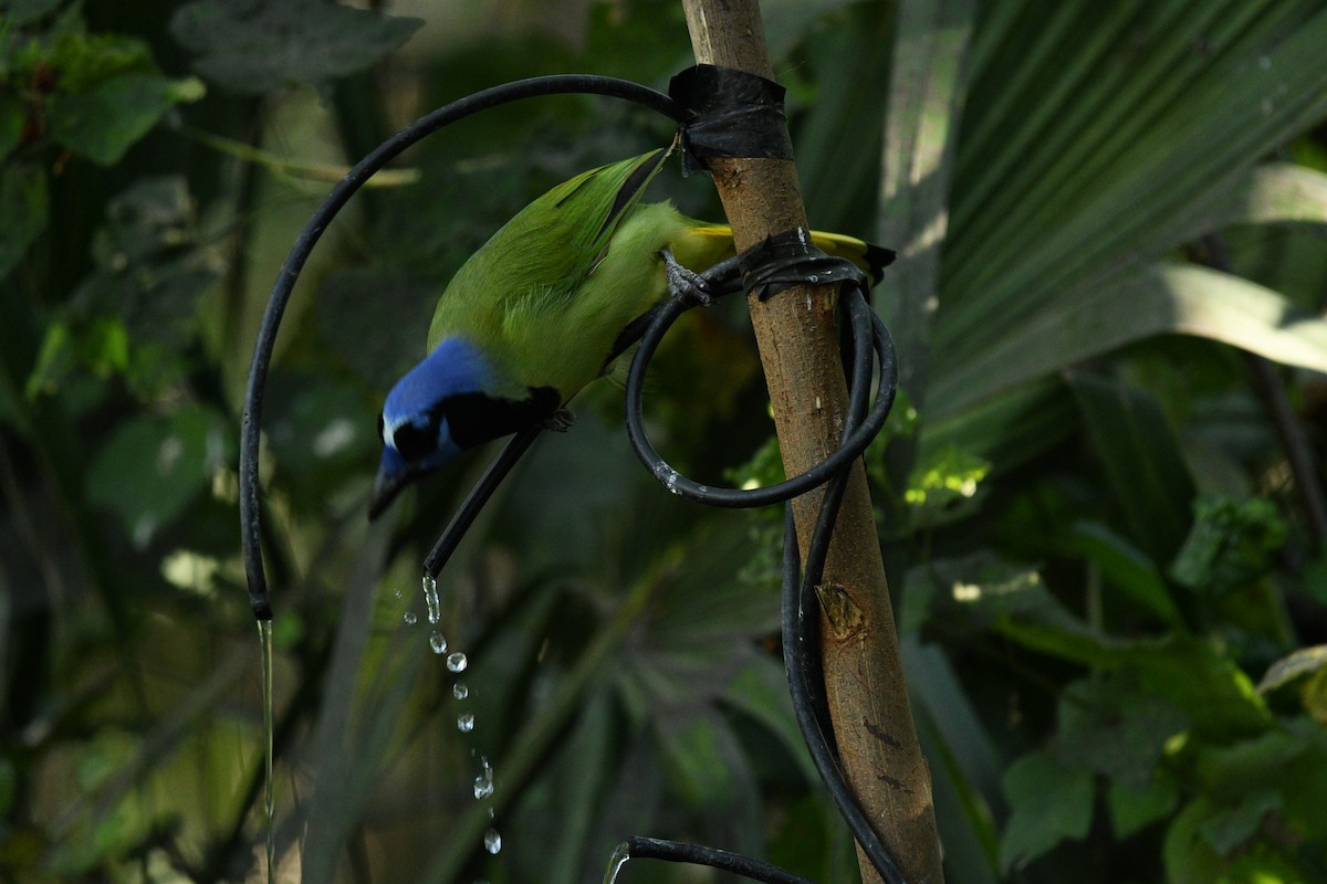 Geai vert - ML644832250