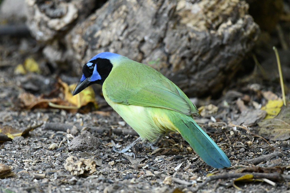 Geai vert - ML644832252