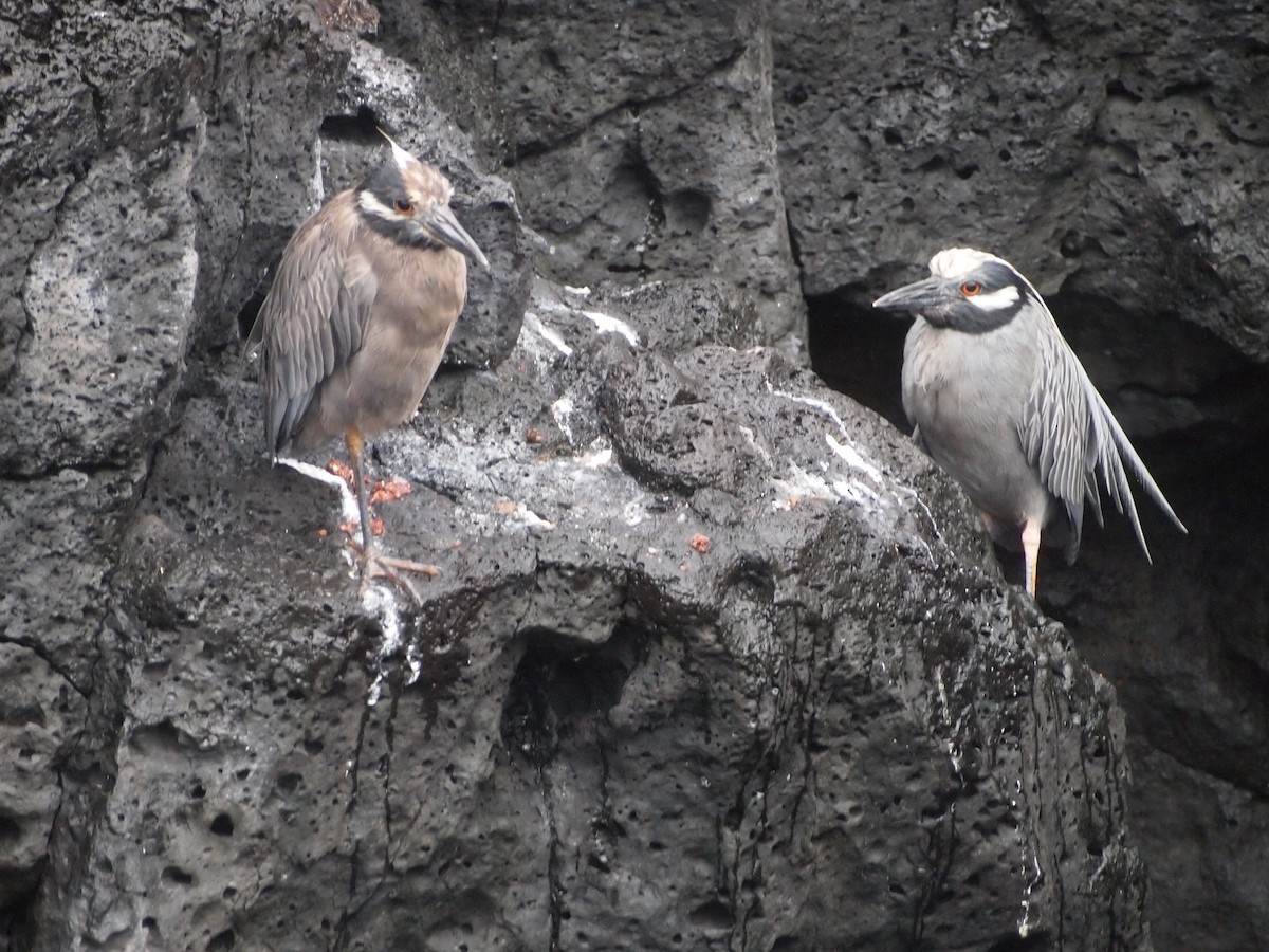 Квак чорногорлий (підвид pauper) - ML644832258