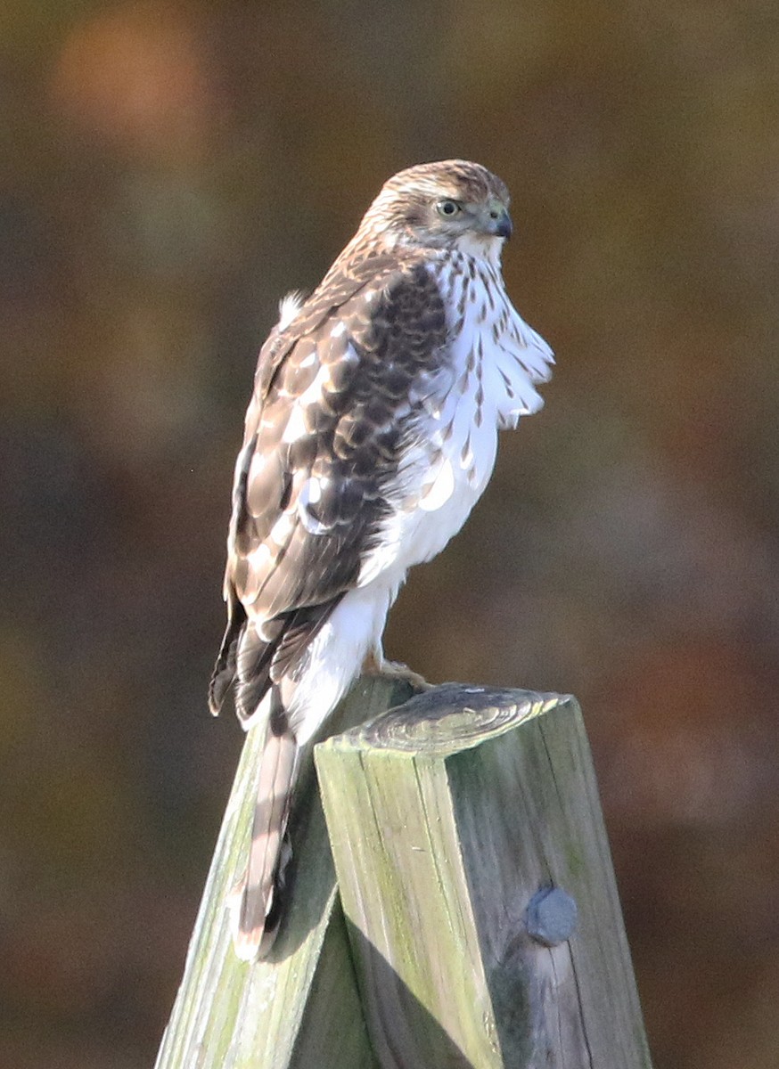 クーパーハイタカ - ML644832259