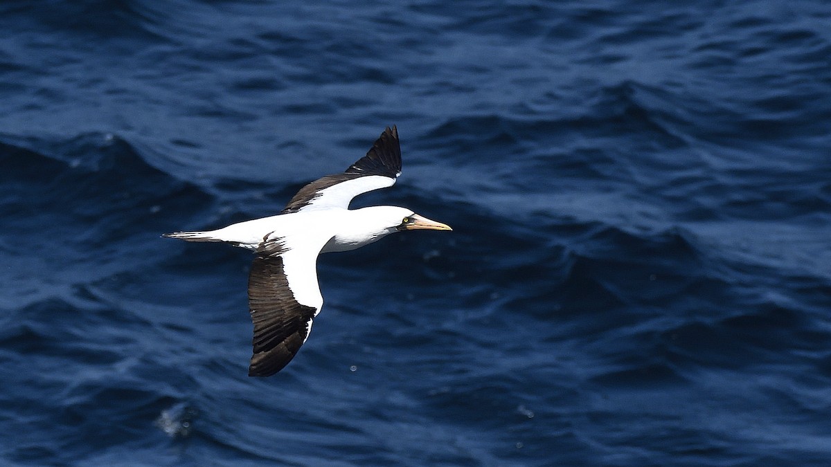 Nazca Booby - ML644832260