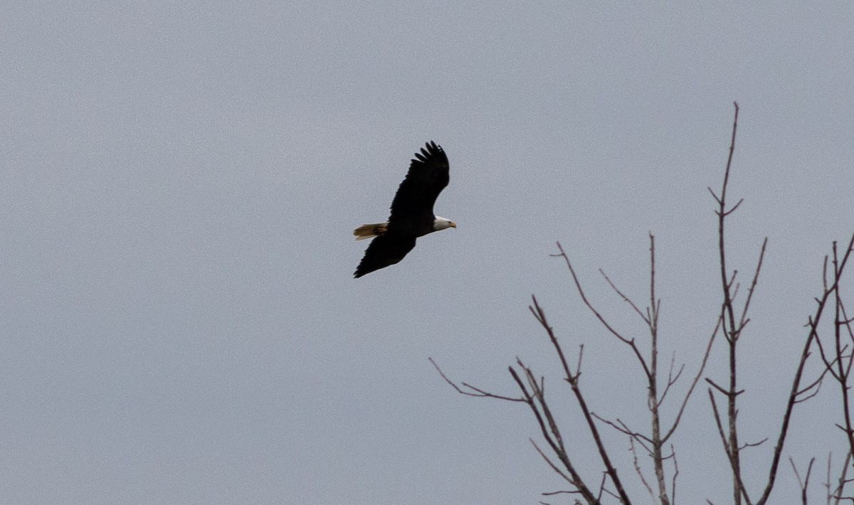 ハクトウワシ - ML644832273