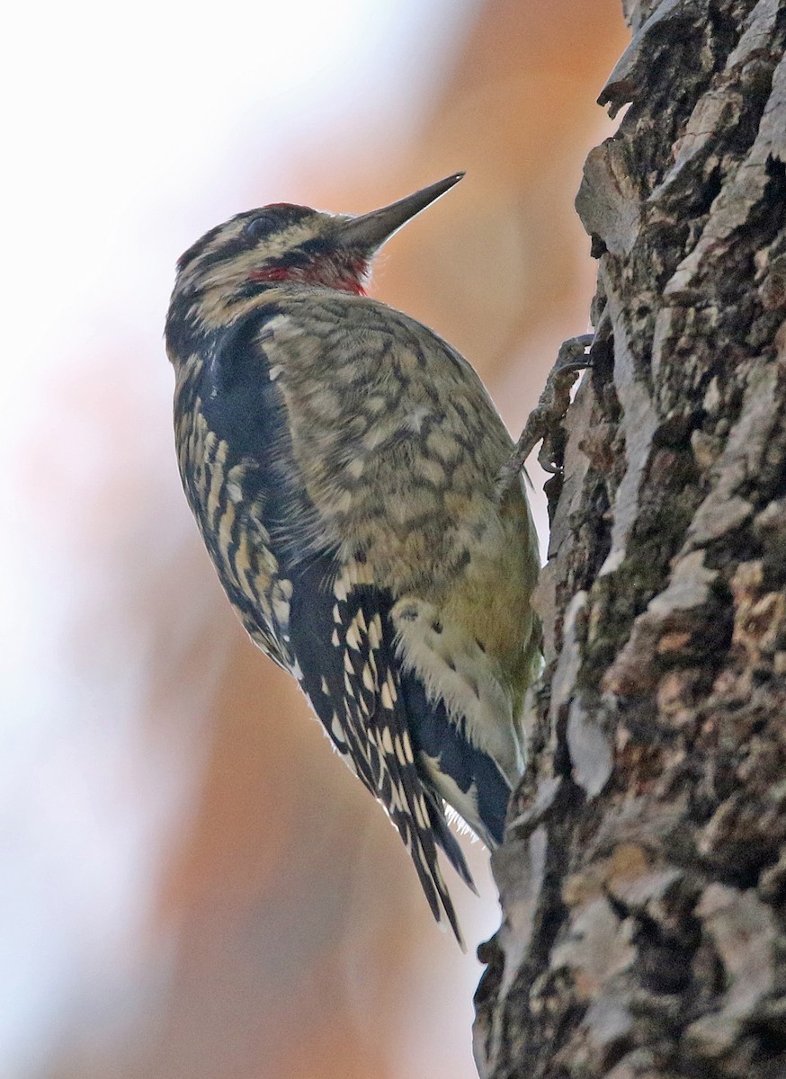 kanadasevjespett - ML644832275