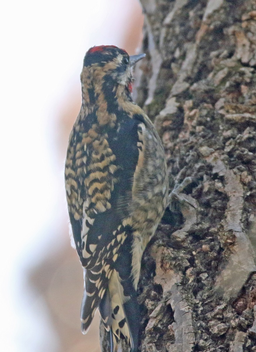 kanadasevjespett - ML644832276