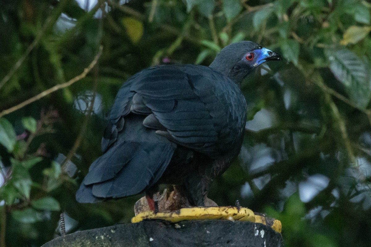 Schwarzguan - ML644832293