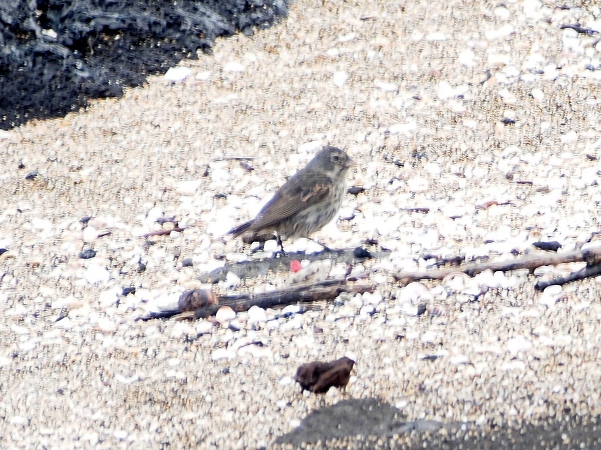 Sharp-beaked Ground-Finch - ML644832296