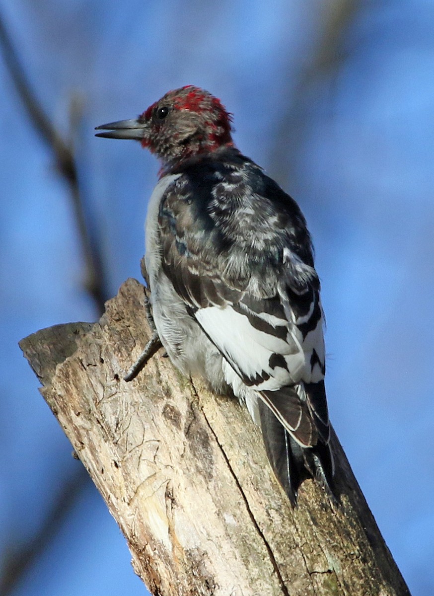 ズアカキツツキ - ML644832305