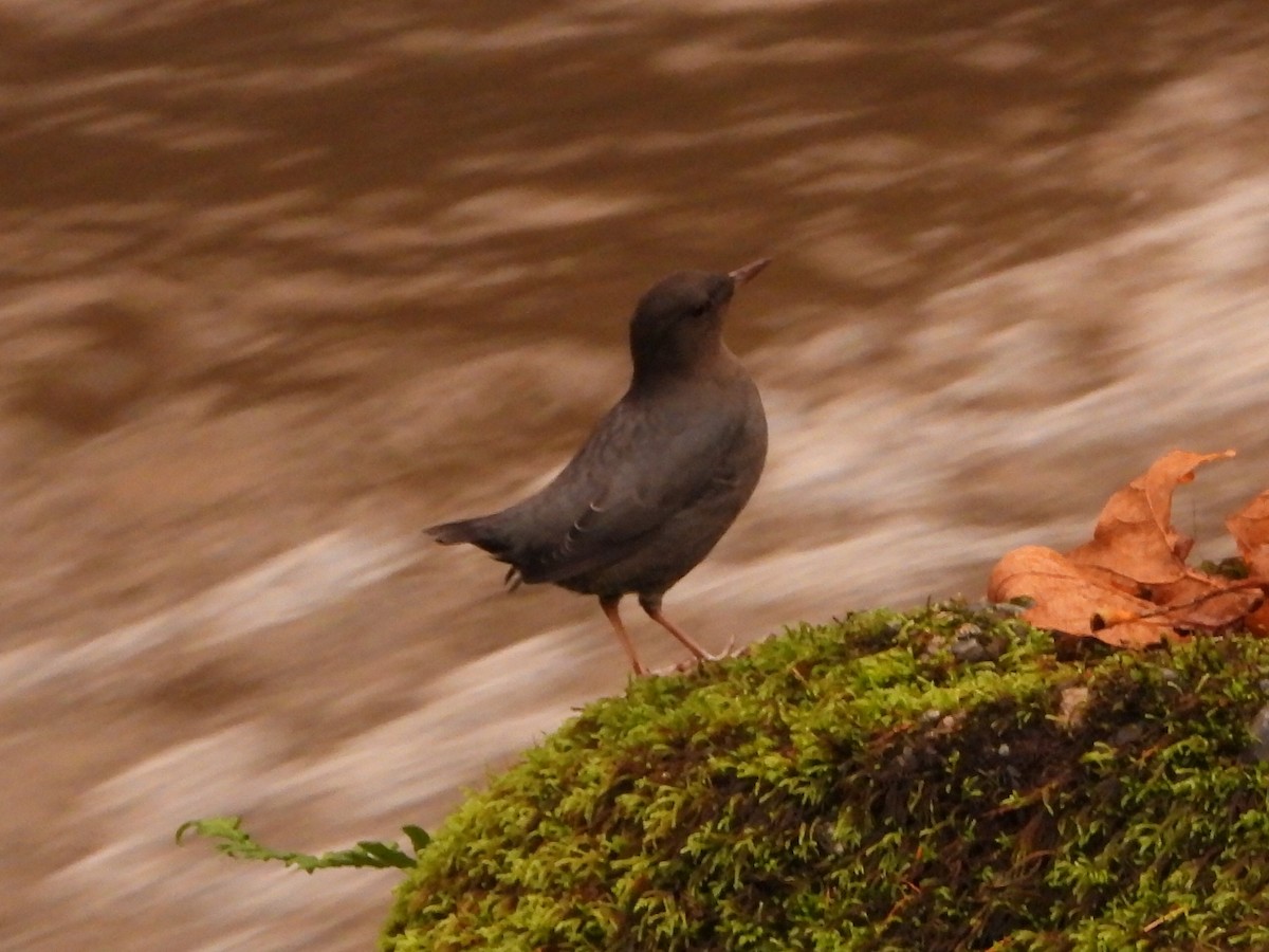 American Dipper - ML644832307