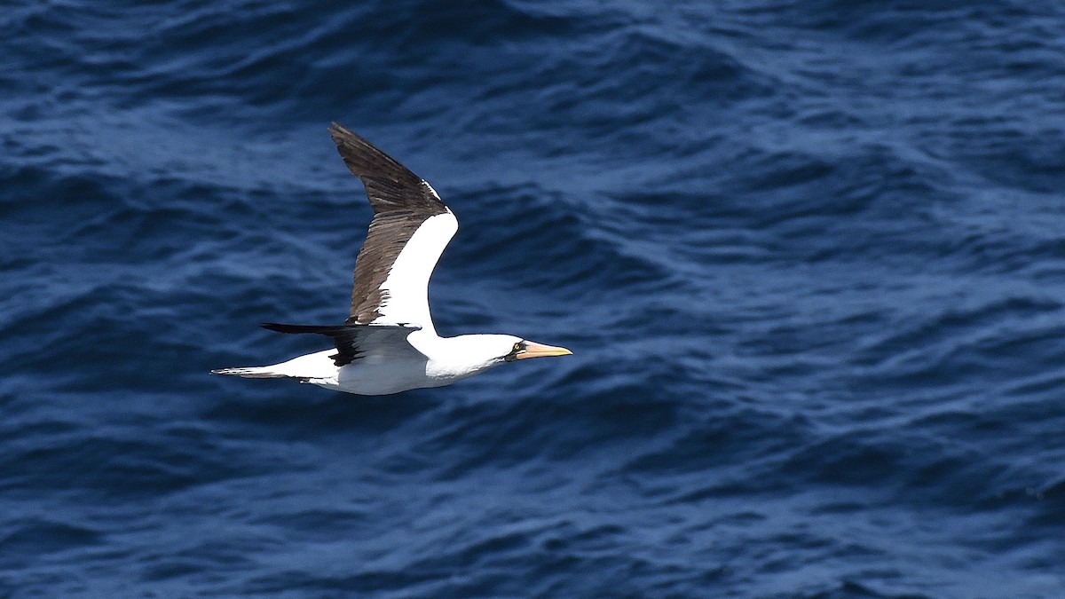 Nazca Booby - ML644832313