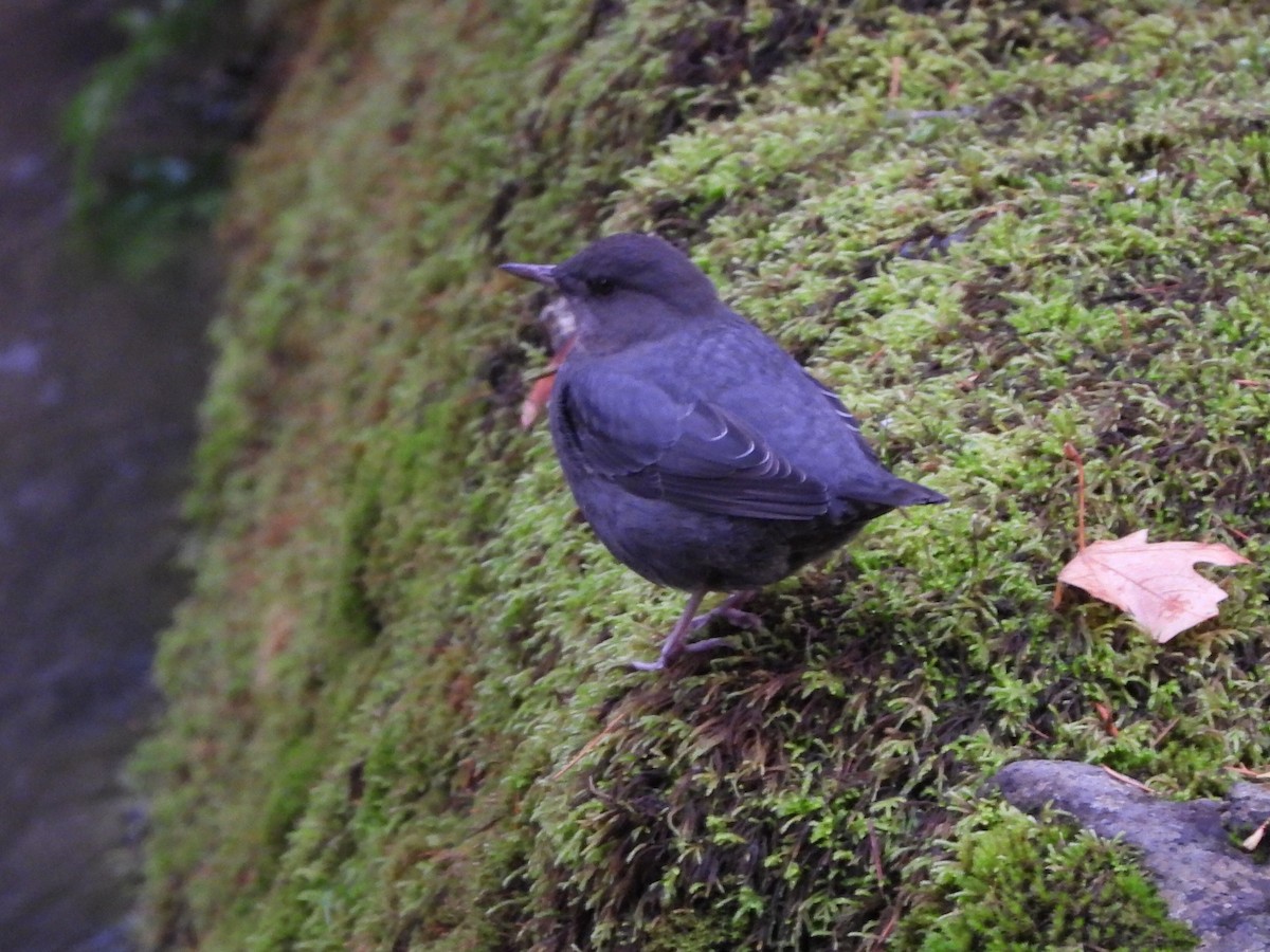 American Dipper - ML644832315