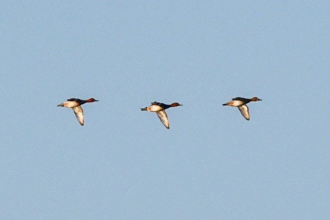 Redhead - ML644832316