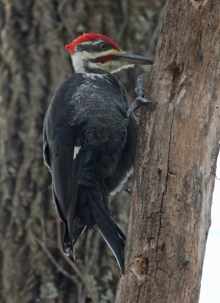 エボシクマゲラ - ML644832325