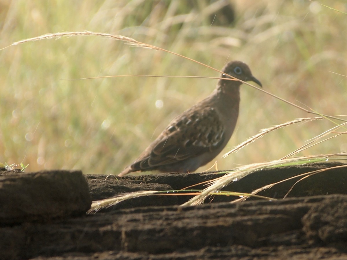 Galapagos Dove - ML644832332