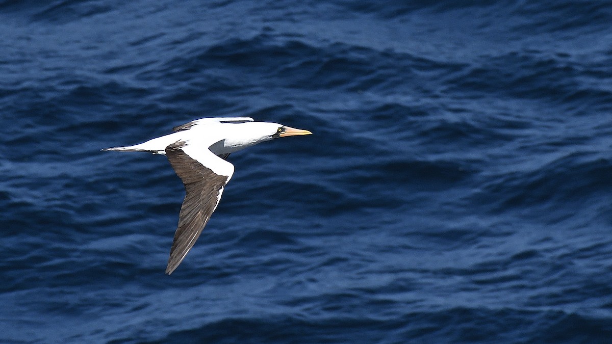 Nazca Booby - ML644832333